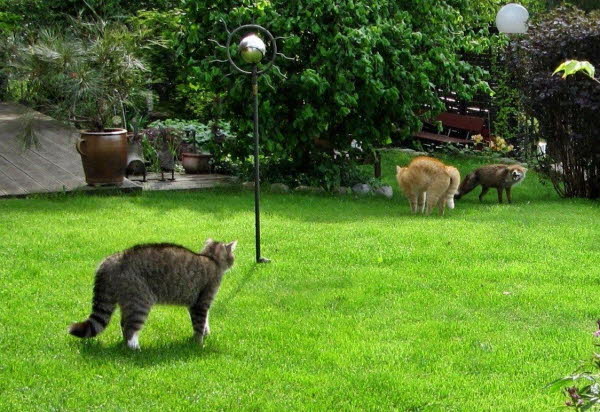 Fuchs&Katzen LB