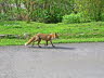Fuchs LB