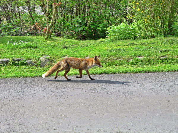 Fuchs LB