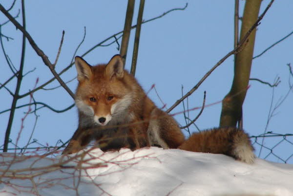 Fuchs im Schnee