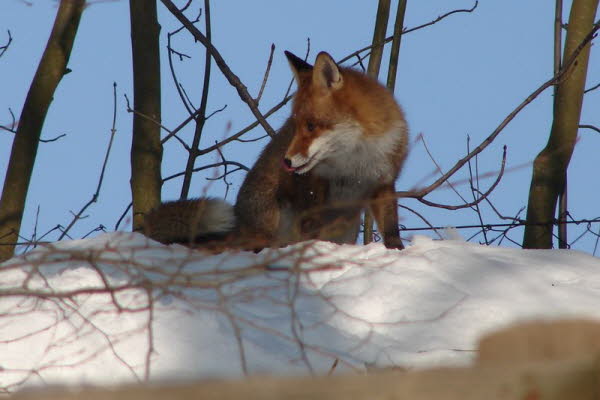 Fuchs im Schnee 2