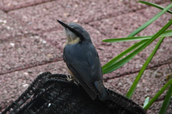 Vogel